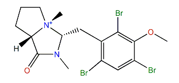 Wilsoniamine A